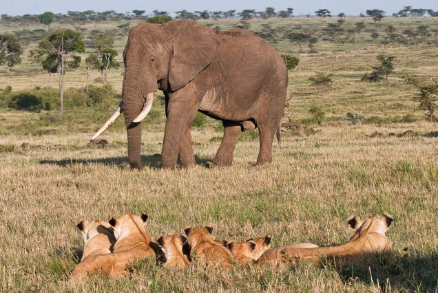 6-day Bwindi & Queen Elizabeth safari