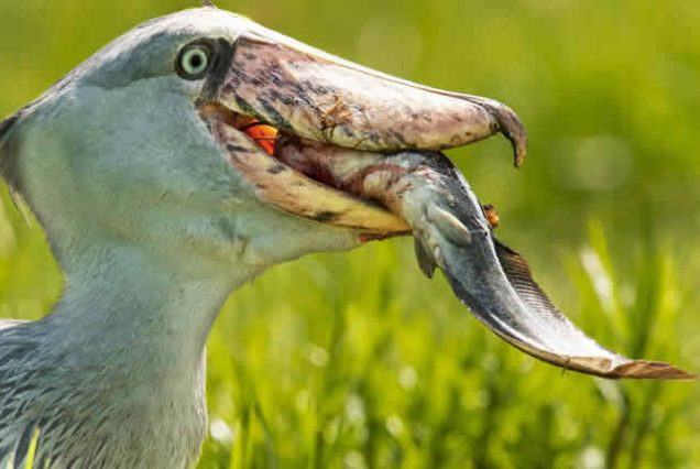 12 Day Uganda Birding Safari