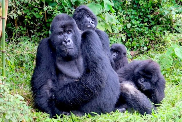 4 Days Uganda Gorilla Safari-Flying