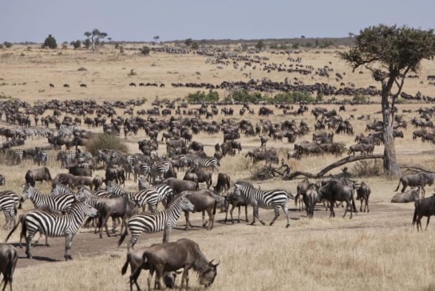 6-day Masai Mara & Gorillas Safari