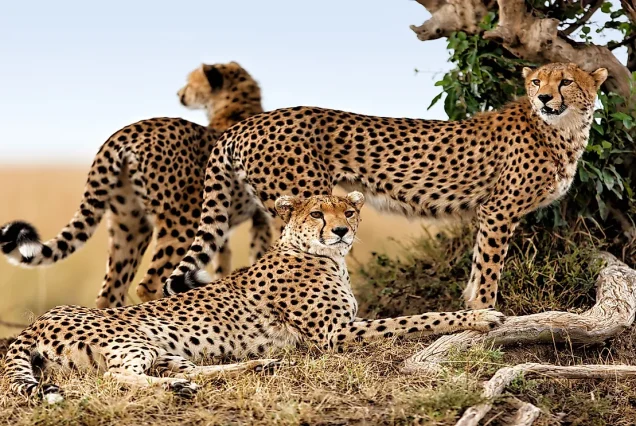 7-day Mount Elgon Hiking and Kidepo Valley National Park safari