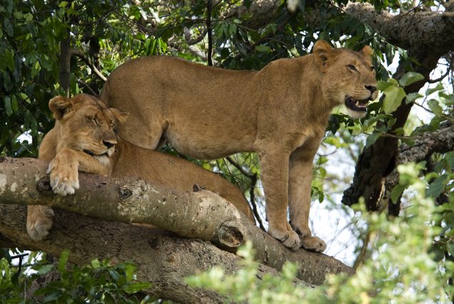 12-day Uganda Safari