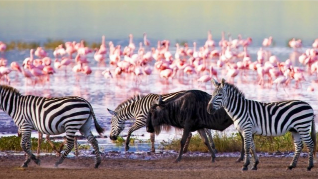 4 Days Masai Mara & Lake Nakuru Safari