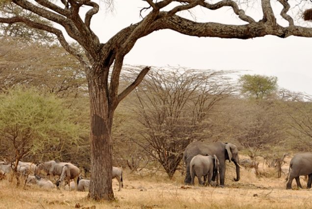 2-Day Tarangire & Ngorongoro Crater Safari