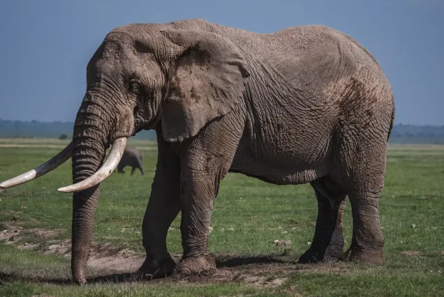 5-Day Masai Mara & Amboseli Safari