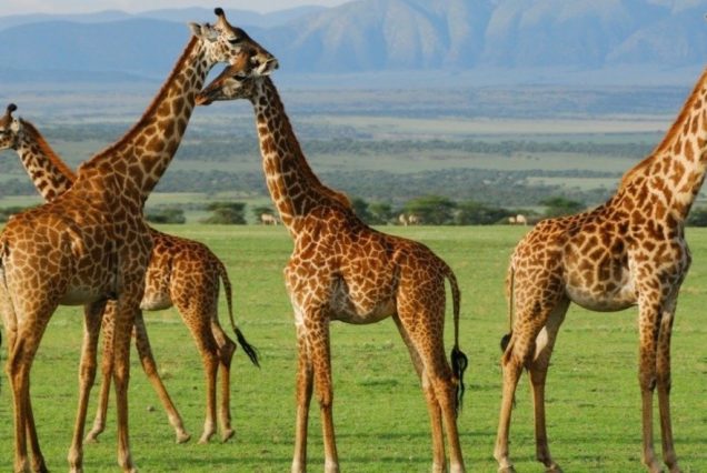 6-Day Masai Mara – Lake Nakuru – Amboseli Safari